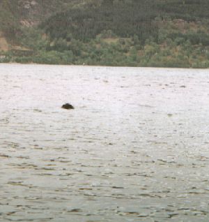 Nessie - a hump caught out of the Loch